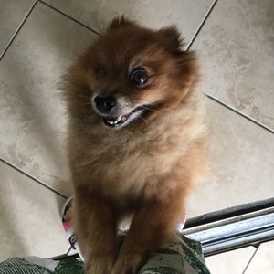 Meet your Posher, Adrian